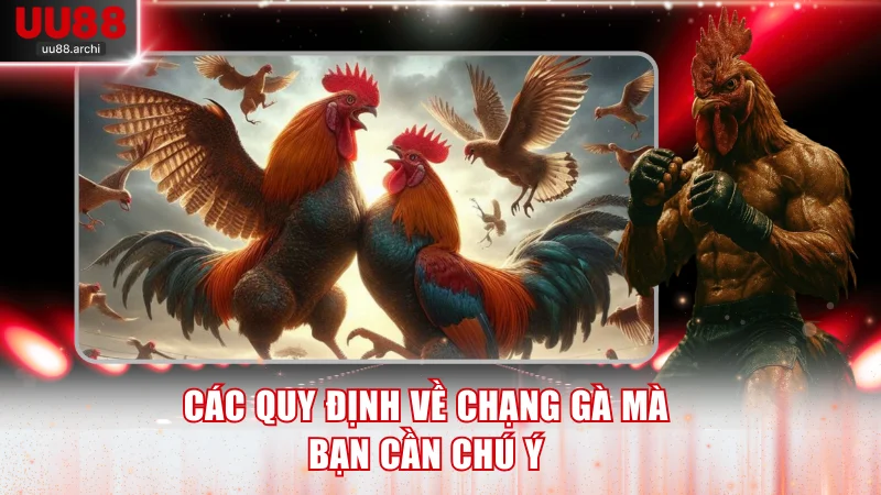 Các quy định về chạng gà bạn cần chú ý