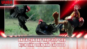 Đá gà cựa dao