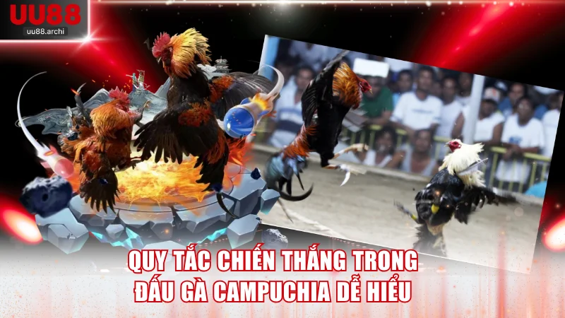 Quy tắc chiến thắng trong đấu gà Campuchia dễ hiểu