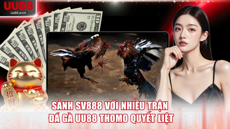 Sảnh SV888 với nhiều trận đá gà UU88 Thomo quyết liệt